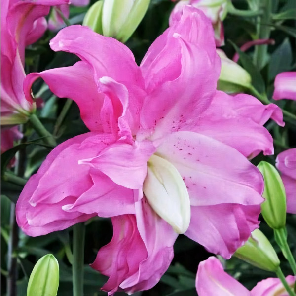 Луковицы  Лилия восточная Lotus Joy (Лотус Джой) (3шт.)