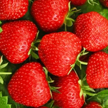 Клубника (крупноплодная) Тенира 5 шт. в упаковке