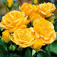 Саженцы Роза флорибунда Артур Белл