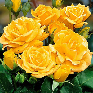 Саженцы Роза флорибунда Артур Белл