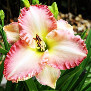 Саженцы Лилейник Lorynn Nicole (Лорин Николь)