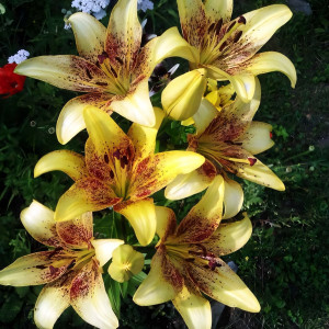  Лилия ЛА гибрид Golden Stonе (Голден Стоун)
