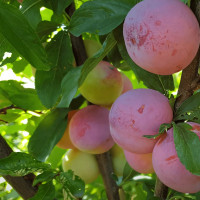 Саженцы Слива Супериор