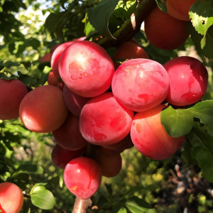 Саженцы Алыча Кубанская Комета