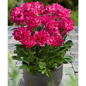 Саженцы Пион London (Лондон)