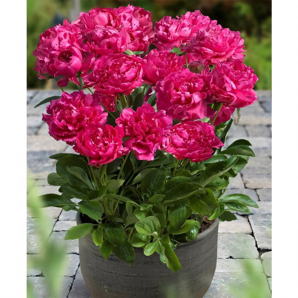 Саженцы Пион London (Лондон)