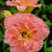 Саженцы Лилейник Lacy Doily (Лэси Доли)