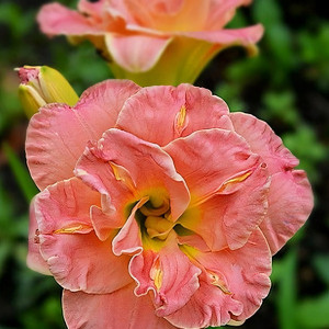 Саженцы Лилейник Lacy Doily (Лэси Доли)