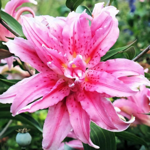  Лилия восточная Broken Heart (Брокен Херт)