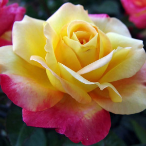 Саженцы Роза чайно-гибридная Восточный Экспресс