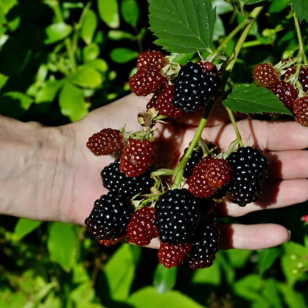 Саженцы Ежевика Дойл