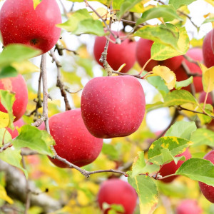 Саженцы Яблоня Фуджи Ред