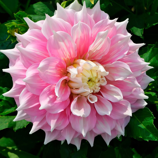 Саженцы Георгина декоративная макси Gitts Perfection (Гиттс Перфекшн)