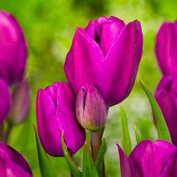 Тюльпан многоцветковый Пурпл Букет (в упаковке - 3шт.)