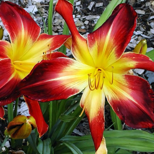 Саженцы Лилейник Ruby Spider (Руби Спайдер)