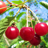 Саженцы Вишня Молодежная
