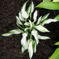 Саженцы Хоста Fireworks (Фаерворкс) S