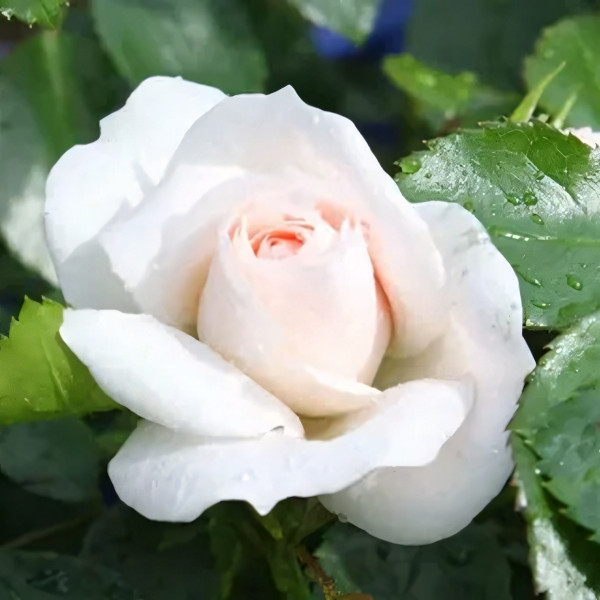 Саженцы Роза флорибунда Аспирин