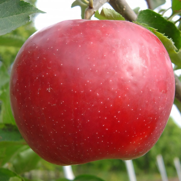 Саженцы Яблоня Деличия