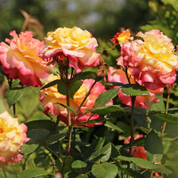 Саженцы Роза чайно-гибридная Акварель