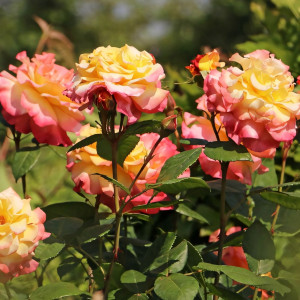 Саженцы Роза чайно-гибридная Акварель