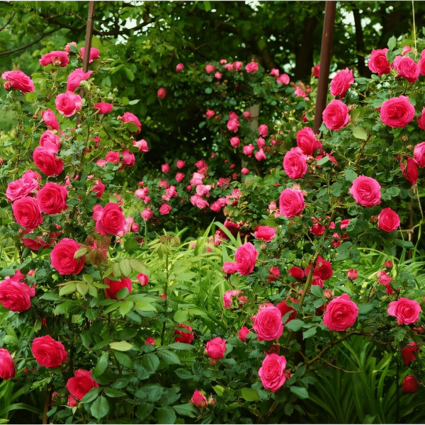 Саженцы Роза плетистая Маритим