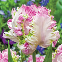 Луковицы Тюльпан попугайный Веберс Пэррот (в упаковке - 3шт.)