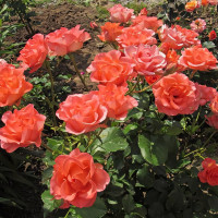 Саженцы Роза чайно-гибридная Вау