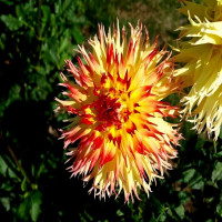 Саженцы Георгина Pinelands Pam