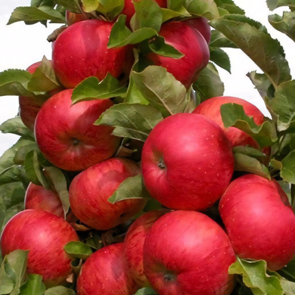 Саженцы Яблоня колоновидная Поэзия