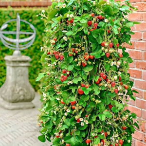 Клубника ремонтантная (крупноплодная) Вьющаяся 5 шт. в упаковке