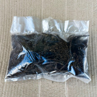 Саженцы Георгина декоративная Blue Boy (Блю Бой)