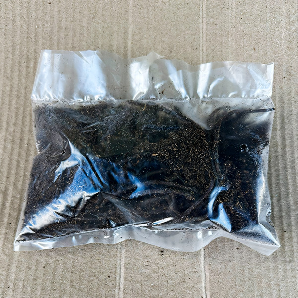 Саженцы Хоста Snow Mouse (Сноу Маус) S