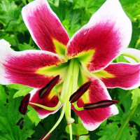 Луковицы Саженцы Лилия ОТ гибрид Lesley Woodriff (Лесли Вудриф) (3шт.)