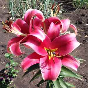  Лилия Sensi (Сенси)