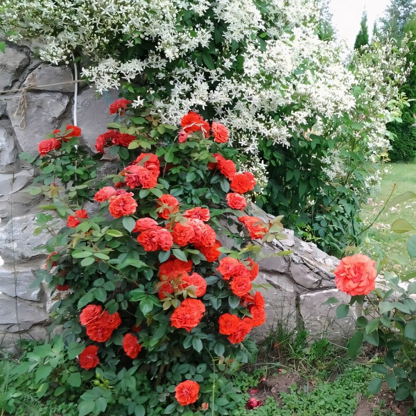 Саженцы Роза плетистая Оранж Мейландина