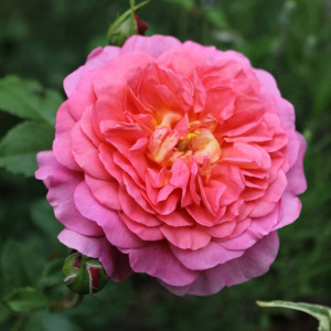 Саженцы Роза английская Кристофер Марлоу