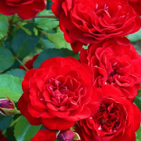 Саженцы Роза флорибунда Лаваглут