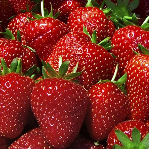 Саженцы Земляника Фестивальная ромашка  (упаковка 5 шт.)