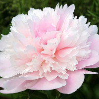 Саженцы Пион Alertie (Алерти)