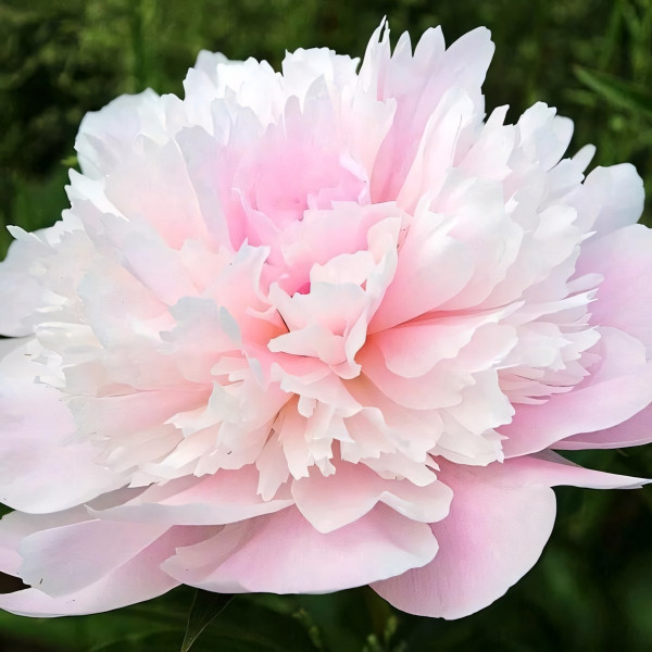 Саженцы Пион Alertie (Алерти)