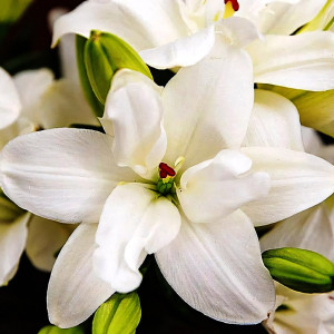  Лилия азиатская Annemarie's Dream (Аннамари Дрим)