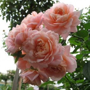 Саженцы Роза флорибунда Гейша