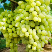 Саженцы Виноград Долгожданный