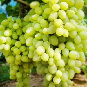 Саженцы Виноград Долгожданный