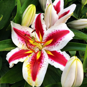  Лилия восточная Big Smile (Биг Смайл)