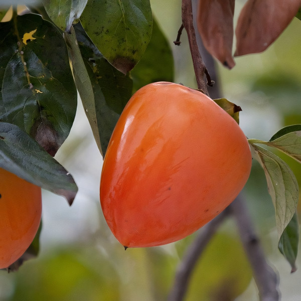 Саженцы Хурма Бычье Сердце