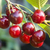 Саженцы Вишня Надежда