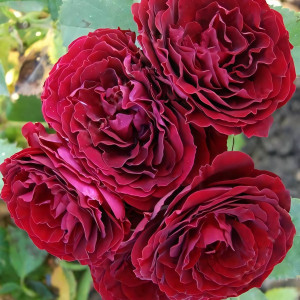 Саженцы Роза спрей Ред Сенсейшн