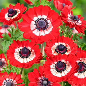 Анемона махровая Говернор